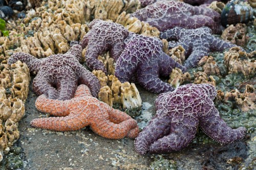 A group of starfish in various colors, including purple and orange, on a rocky shore with textured sea life.
