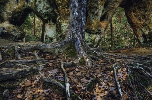 A tree with exposed roots stands in a forest, surrounded by large rock formations and fallen leaves.