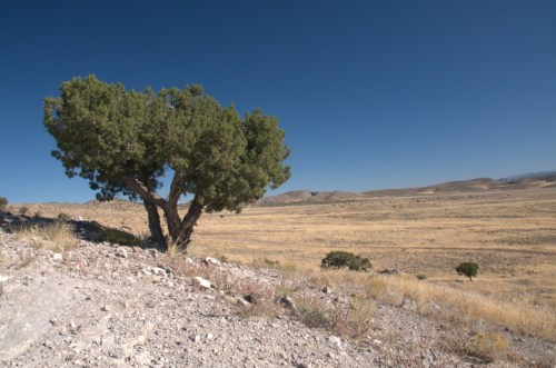 A solitary tree stands on a rocky hillside, overlooking a vast, dry landscape under a clear blue sky.