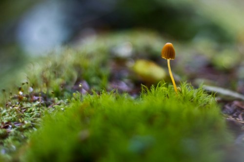 A small orange mushroom stands alone on a bed of green moss, surrounded by a soft, blurred natural background.