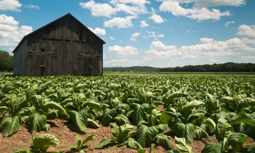 A rustic barn stands beside a field of lush green tobacco plants under a bright blue sky with fluffy clouds.
