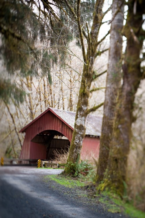 A rustic red covered bridge nestled among tall trees along a winding gravel road.