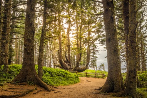 A serene forest path surrounded by tall trees, with sunlight filtering through the leaves and a wooden fence in the background.