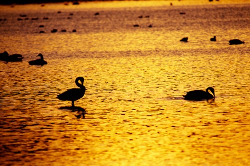 Silhouetted birds on a shimmering golden lake at sunset, with gentle ripples and distant ducks in the background.