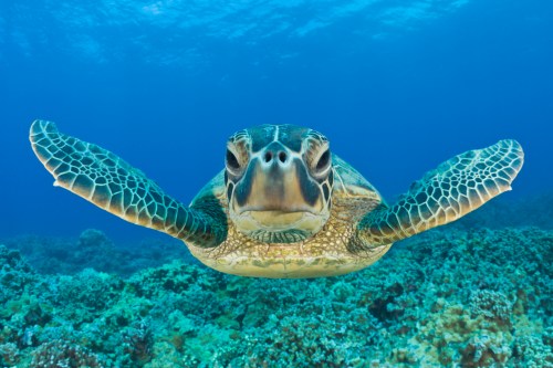 A sea turtle glides gracefully through clear blue water above a vibrant coral reef.