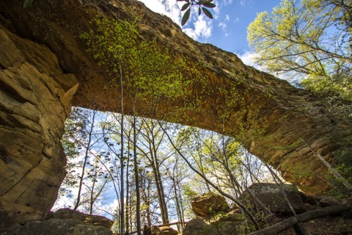 A natural stone arch surrounded by trees and blue sky, showcasing vibrant greenery and rugged rock formations.
