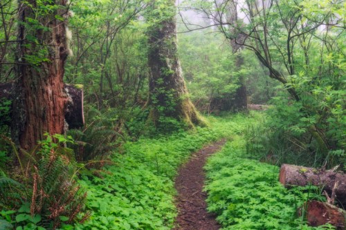 A misty forest path surrounded by lush green foliage and tall trees, creating a serene, tranquil atmosphere.