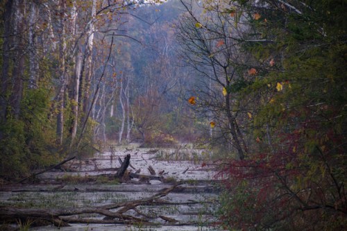 A serene forest scene with a misty waterway, surrounded by trees and fallen logs, showcasing autumn colors.