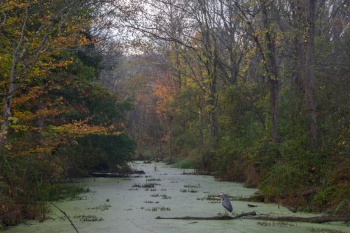 A serene wetland scene with a heron standing on a log, surrounded by trees and autumn foliage.
