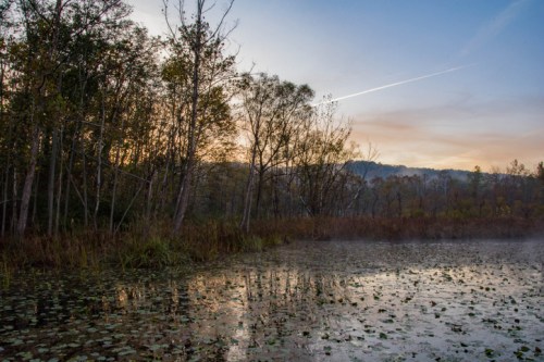 A serene wetland at dawn, with mist rising over water and trees silhouetted against a colorful sky.