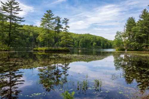 A serene lake surrounded by lush green trees and a clear blue sky, reflecting the landscape in calm waters.