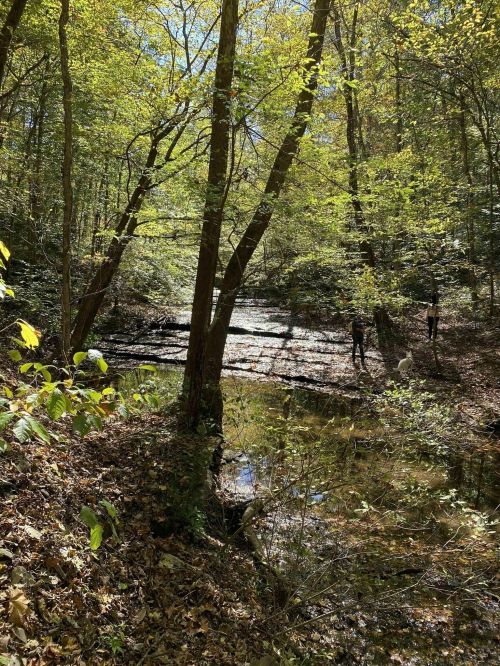 A serene forest scene with sunlight filtering through trees, reflecting on a small stream surrounded by autumn leaves.