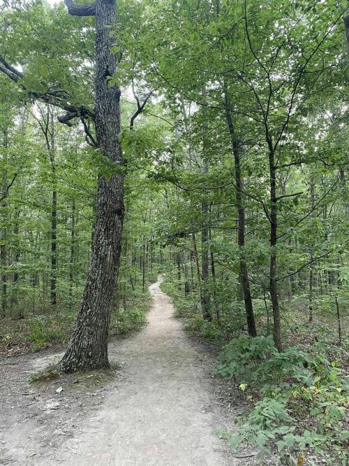 A winding dirt path through a lush green forest, surrounded by tall trees and dense foliage.