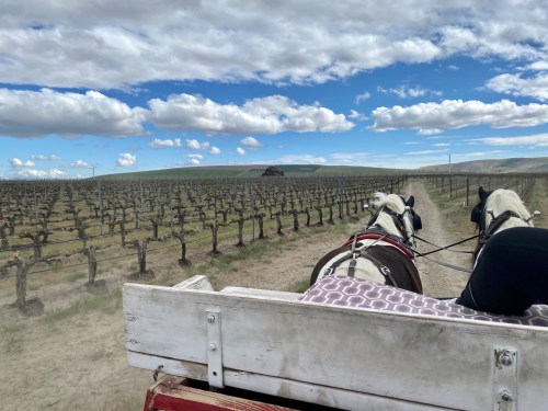 View from a horse-drawn cart, overlooking a vineyard with rows of grapevines under a blue sky with fluffy clouds.