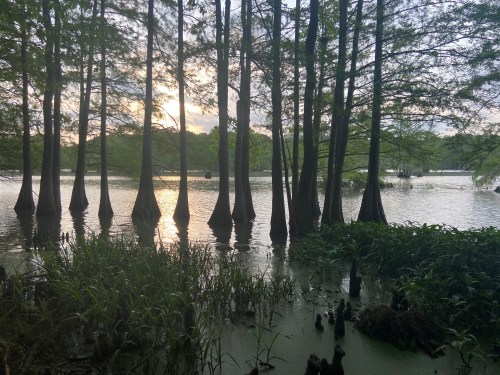 Sunset over a serene swamp, with cypress trees reflected in the water and lush greenery in the foreground.