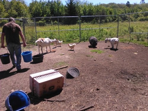 A person carries buckets in a fenced area with goats, a chicken, and a pig, surrounded by greenery.