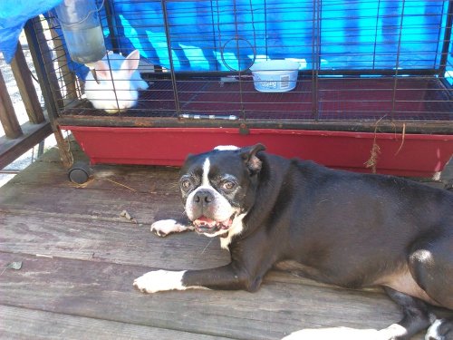 A black and white dog lies on a wooden deck, with a rabbit in a cage behind it, under a blue tarp.