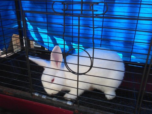A white rabbit with red eyes sits inside a wire cage, with a blue background visible behind it.