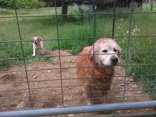 Two dogs behind a wire fence in a grassy area, one golden retriever and one beagle, looking curiously at the camera.