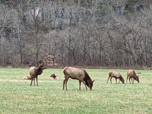 A group of elk grazing in a grassy field with trees in the background.