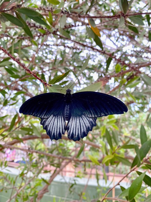A black butterfly with open wings perched on a branch surrounded by green leaves.