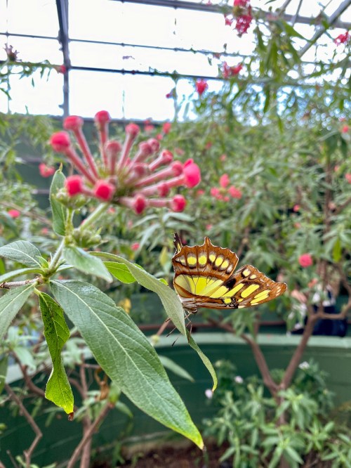 A butterfly with brown and yellow wings rests on a green leaf, surrounded by vibrant pink flowers in a greenhouse.