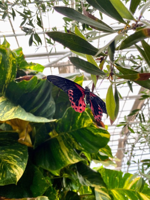 A vibrant butterfly with black and red wings perched among lush green leaves in a greenhouse.