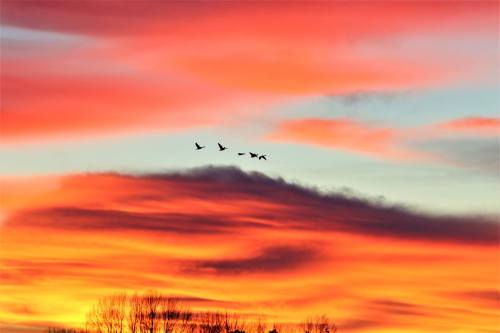 Silhouetted birds flying against a vibrant sunset with pink, orange, and blue hues in the sky.