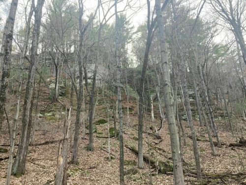 A dense forest with bare trees and rocky terrain, covered in fallen leaves and surrounded by greenery.