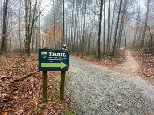 A trail sign points in two directions through a foggy forest, with a small stuffed animal perched on top.
