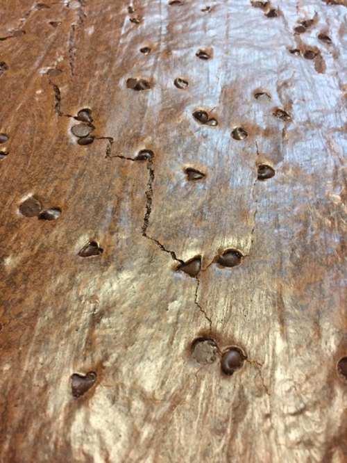 Close-up of a wooden surface with cracks and small holes, showcasing a textured, natural pattern.