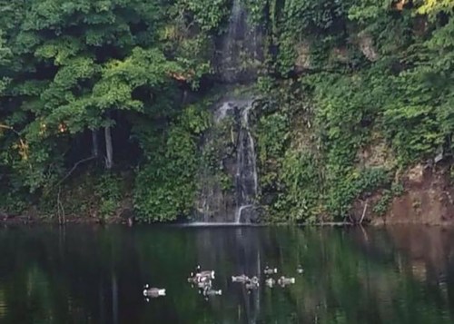 A serene pond with ducks swimming, surrounded by lush greenery and a waterfall in the background.