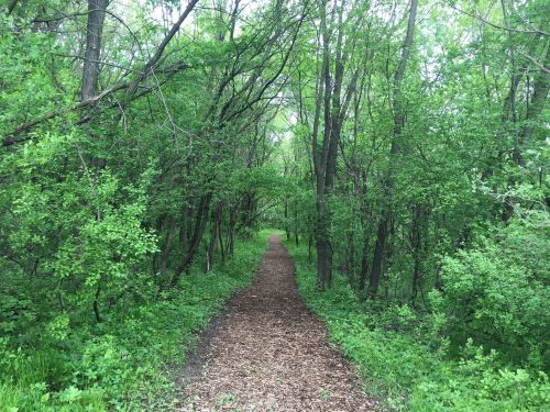 A winding dirt path through a lush, green forest with dense trees and foliage on either side.