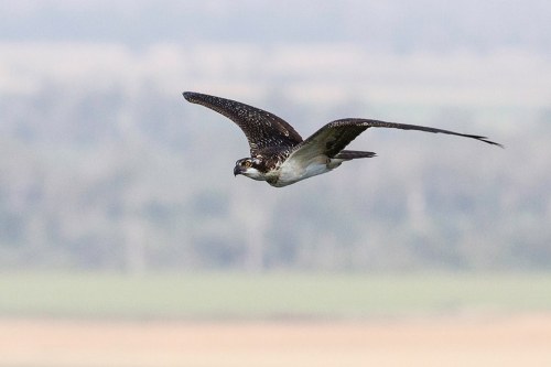 A bird of prey in flight, showcasing its wings and sharp beak against a blurred natural background.