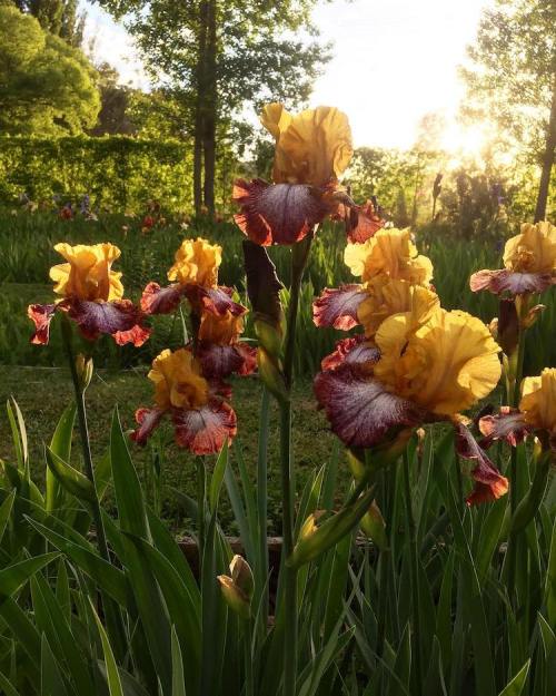 A cluster of vibrant yellow and maroon irises blooms in a sunlit garden, surrounded by lush green foliage.