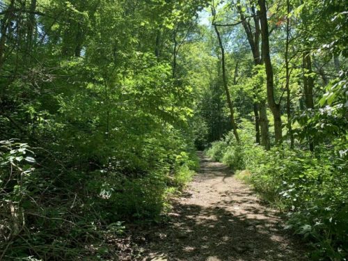 A sunlit forest path surrounded by lush green foliage and trees on either side.