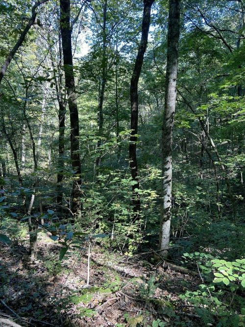 A dense forest scene with tall trees and lush green foliage under dappled sunlight.