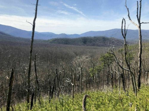 A panoramic view of a mountainous landscape with bare trees and green foliage in the foreground under a clear blue sky.