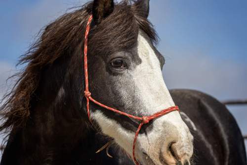 A close-up of a black and white horse with a red halter against a blue sky.