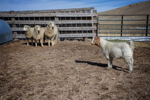 A goat stands in a pen, facing three sheep near a wooden fence under a clear blue sky.