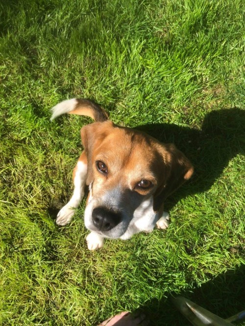 A beagle sitting on green grass, looking up with a curious expression and a wagging tail.