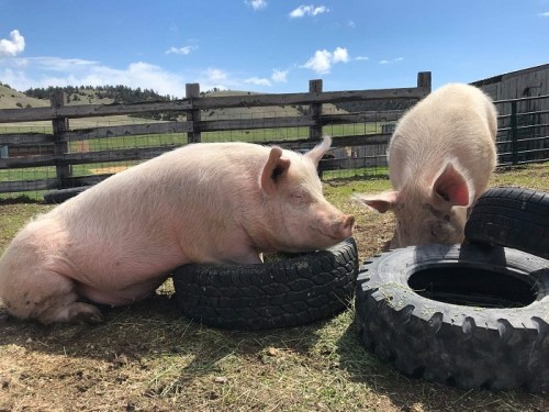 Two pigs play with old tires in a sunny farmyard, surrounded by green fields and a wooden fence.
