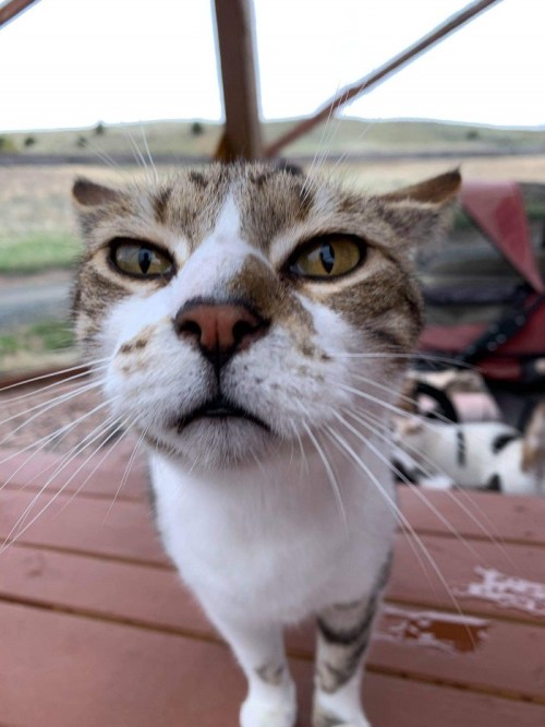 A close-up of a curious cat with striking yellow eyes, peering into the camera from a wooden surface.