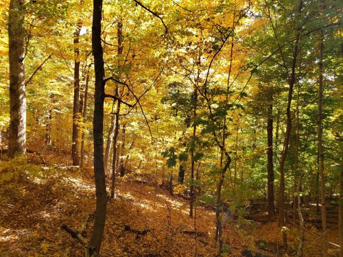 A vibrant forest scene in autumn, with golden leaves on trees and a carpet of fallen leaves on the ground.