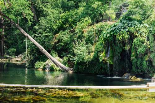 A serene natural scene featuring a calm pond surrounded by lush greenery and a tree leaning over the water.