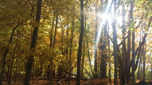 Sunlight filters through golden autumn leaves in a serene forest, casting a warm glow on the trees and ground.