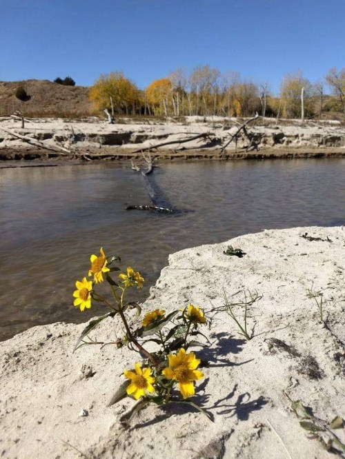 A sandy riverbank with yellow flowers in the foreground and trees in the background under a clear blue sky.