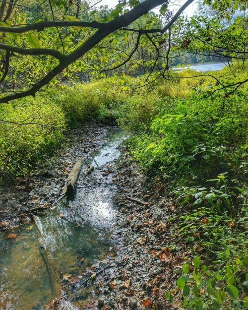 A serene natural scene featuring a muddy stream surrounded by lush greenery and trees, with sunlight reflecting on the water.