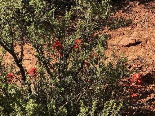 A close-up of vibrant red flowers among green shrubs on a rocky, earthy landscape.