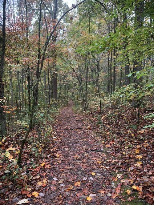 A winding dirt path through a forest, surrounded by trees with autumn leaves and a misty atmosphere.